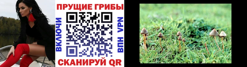 Псилоцибиновые грибы Cubensis  купить наркоту  Кашин 